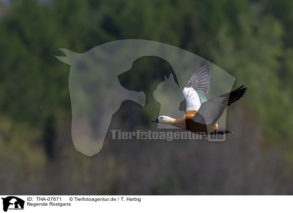 fliegende Rostgans / flying Ruddy Shelduck / THA-07671