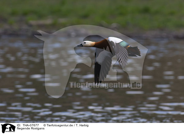 fliegende Rostgans / flying Ruddy Shelduck / THA-07677