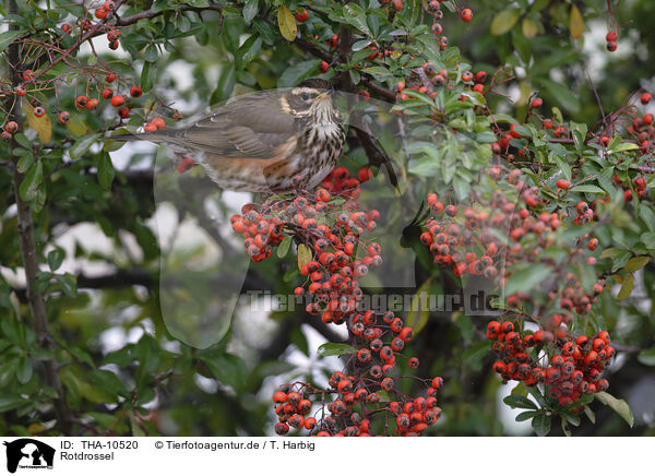 Rotdrossel / red-winged thrush / THA-10520