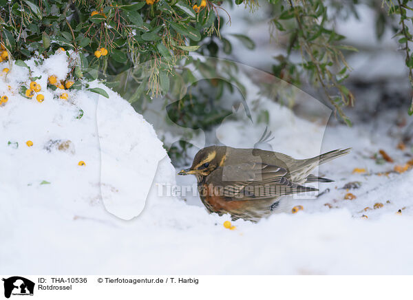 Rotdrossel / red-winged thrush / THA-10536