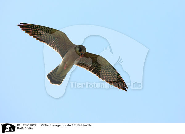 Rotfufalke / red-footed falcon / FF-01622
