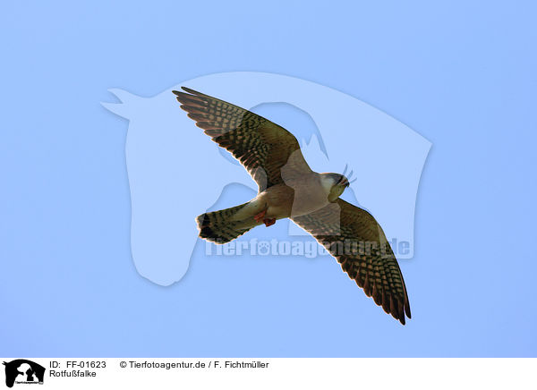 Rotfufalke / red-footed falcon / FF-01623