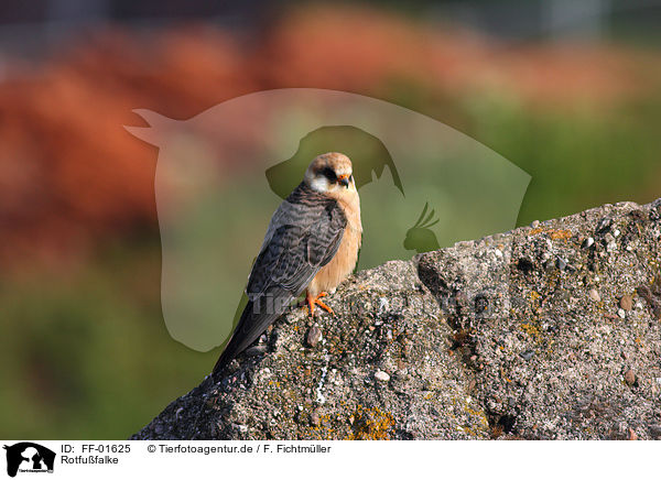 Rotfufalke / red-footed falcon / FF-01625