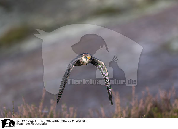 fliegender Rotfussfalke / flying Red-footed Falcon / PW-05278