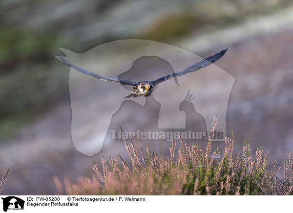 fliegender Rotfussfalke / flying Red-footed Falcon / PW-05280