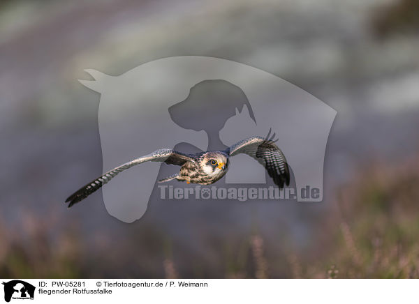 fliegender Rotfussfalke / flying Red-footed Falcon / PW-05281
