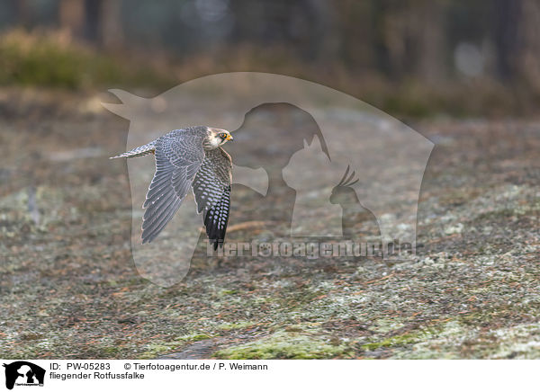 fliegender Rotfussfalke / flying Red-footed Falcon / PW-05283