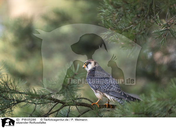 sitzender Rotfussfalke / sitting Red-footed Falcon / PW-05286