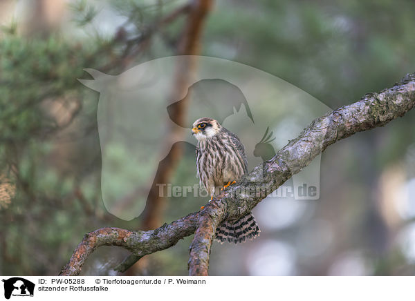 sitzender Rotfussfalke / sitting Red-footed Falcon / PW-05288