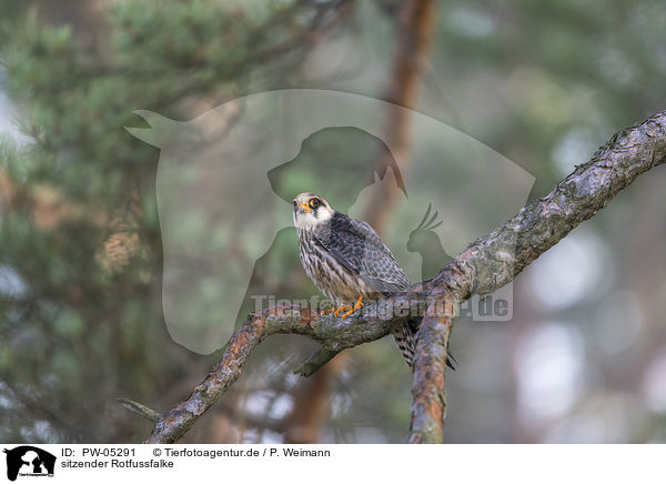 sitzender Rotfussfalke / sitting Red-footed Falcon / PW-05291