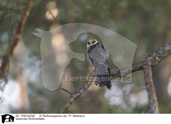sitzender Rotfussfalke / sitting Red-footed Falcon / PW-05292