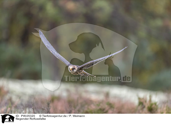 fliegender Rotfussfalke / flying Red-footed Falcon / PW-05320