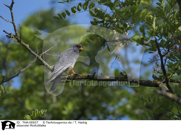 sitzender Rotfufalke / sitting Red-footed Falcon / THA-06937