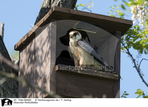 sitzender Rotfufalke / sitting Red-footed Falcon / THA-06965