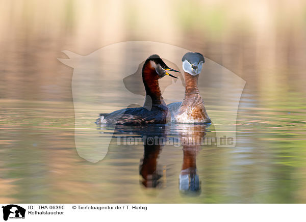 Rothalstaucher / red-necked grebes / THA-06390