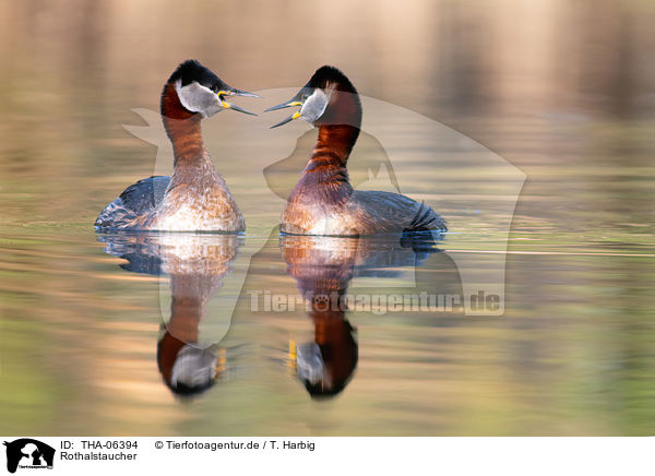 Rothalstaucher / red-necked grebes / THA-06394