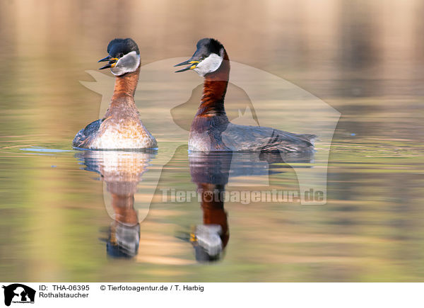 Rothalstaucher / red-necked grebes / THA-06395