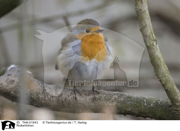 Rotkehlchen / robin / THA-01843