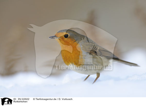 Rotkehlchen / European robin / DV-02922