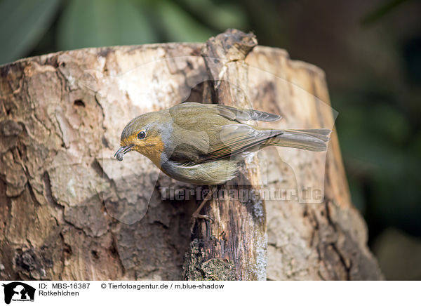 Rotkehlchen / European robin / MBS-16387