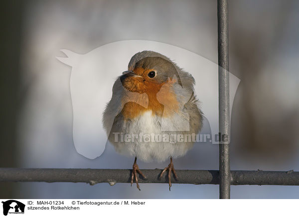 sitzendes Rotkehlchen / sitting European Robin / MAH-01234