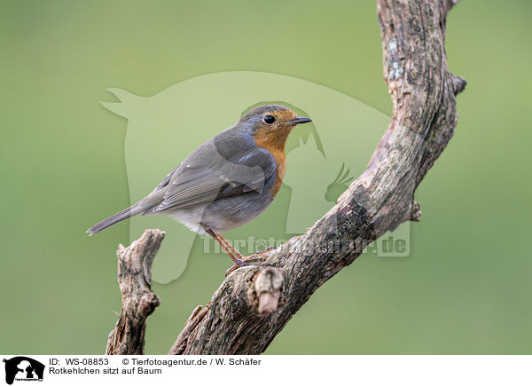 Rotkehlchen sitzt auf Baum / European robin sits on tree / WS-08853