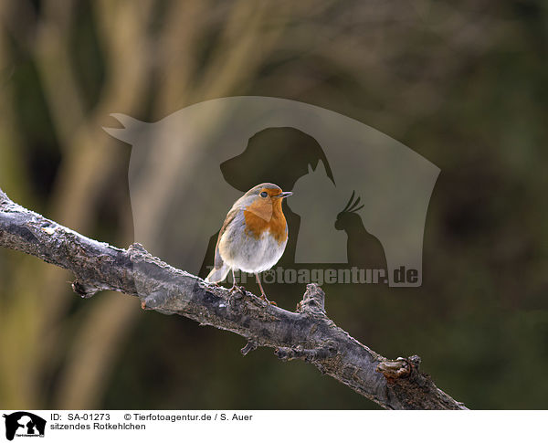 sitzendes Rotkehlchen / sitting European Robin / SA-01273