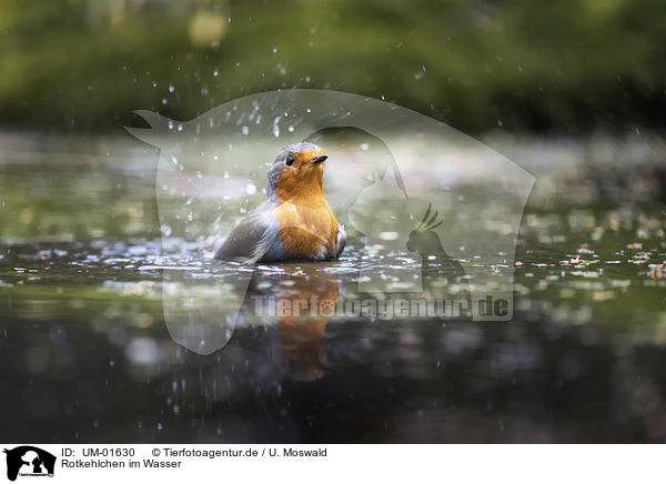 Rotkehlchen im Wasser / UM-01630