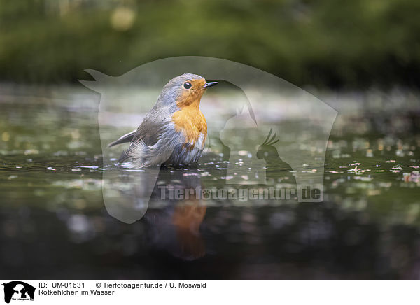 Rotkehlchen im Wasser / European Robin in the water / UM-01631