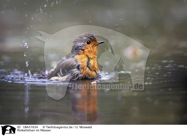 Rotkehlchen im Wasser / European Robin in the water / UM-01634