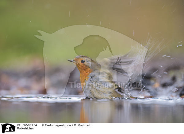 Rotkehlchen / European robin / DV-03754