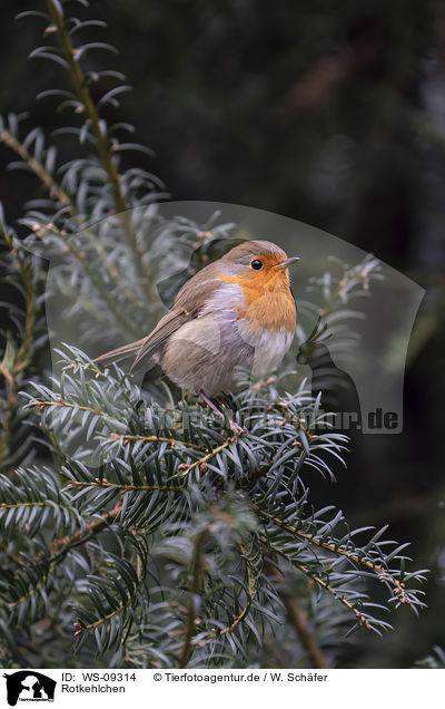 Rotkehlchen / European robin / WS-09314