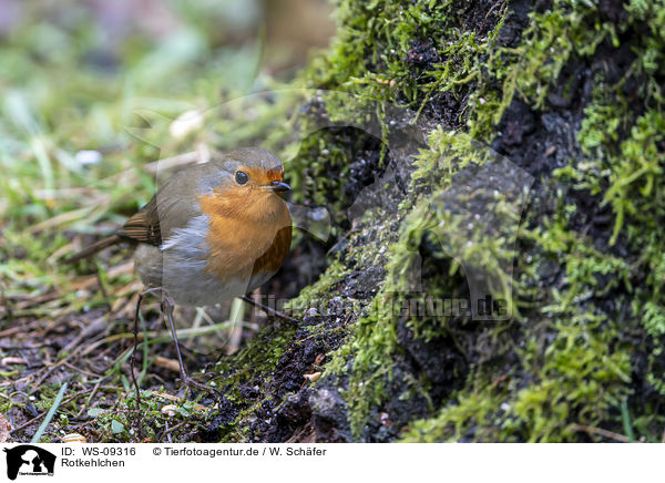 Rotkehlchen / European robin / WS-09316