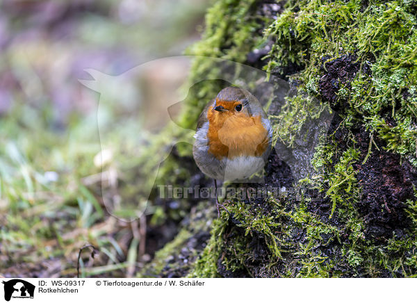 Rotkehlchen / European robin / WS-09317