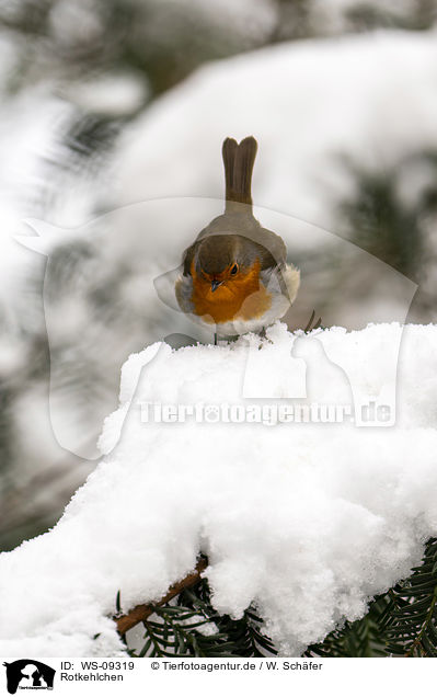 Rotkehlchen / European robin / WS-09319