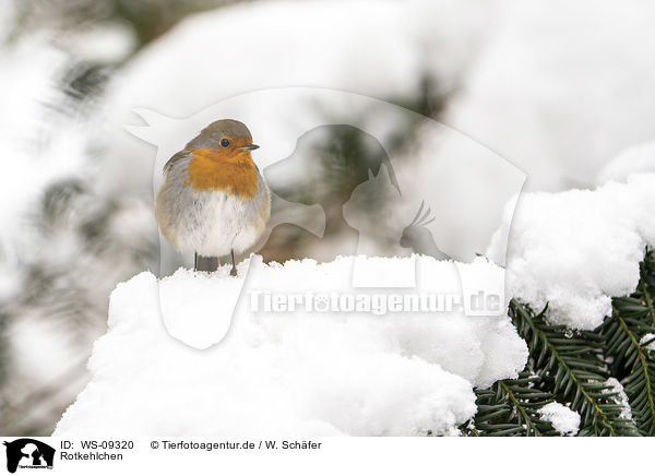 Rotkehlchen / European robin / WS-09320