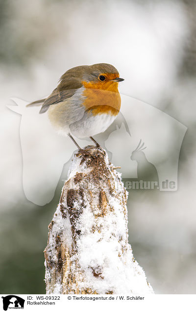 Rotkehlchen / European robin / WS-09322