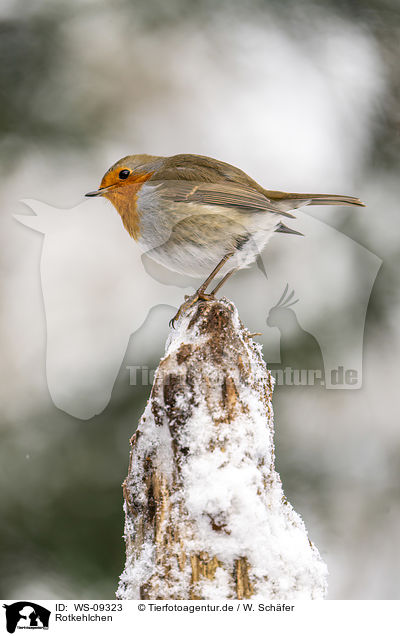 Rotkehlchen / European robin / WS-09323