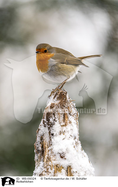 Rotkehlchen / European robin / WS-09324