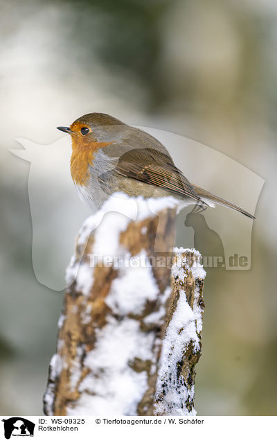 Rotkehlchen / European robin / WS-09325