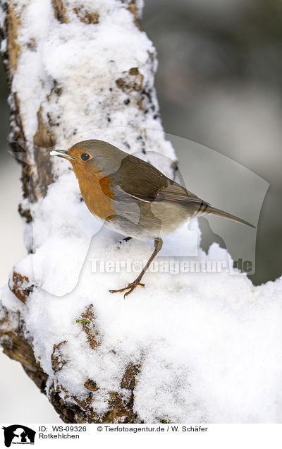 Rotkehlchen / European robin / WS-09326