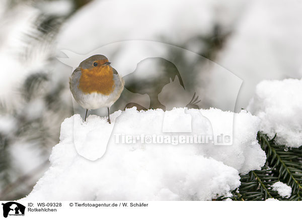 Rotkehlchen / European robin / WS-09328