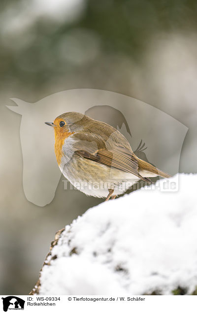 Rotkehlchen / European robin / WS-09334