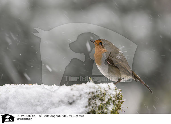 Rotkehlchen / European robin / WS-09342