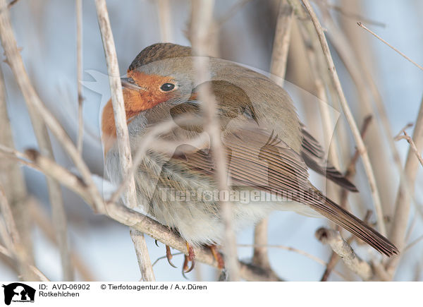 Rotkehlchen / European robin / AVD-06902