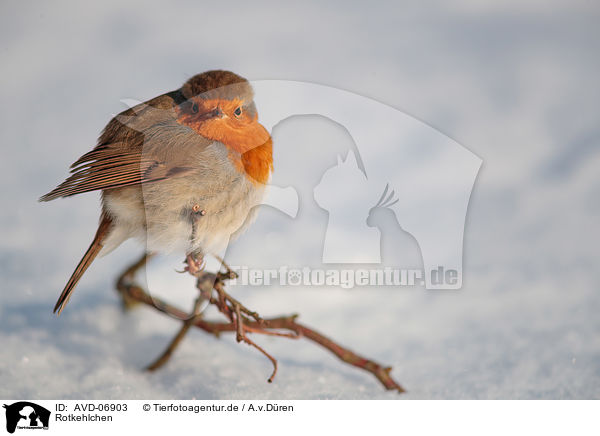 Rotkehlchen / European robin / AVD-06903