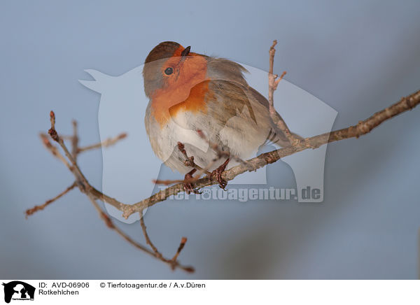 Rotkehlchen / European robin / AVD-06906