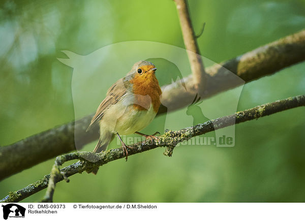 Rotkehlchen / European robin / DMS-09373