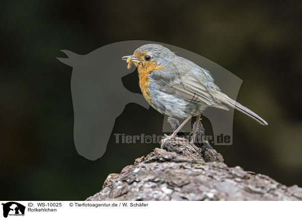 Rotkehlchen / European robin / WS-10025