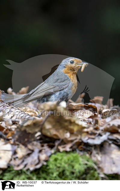 Rotkehlchen / European robin / WS-10037